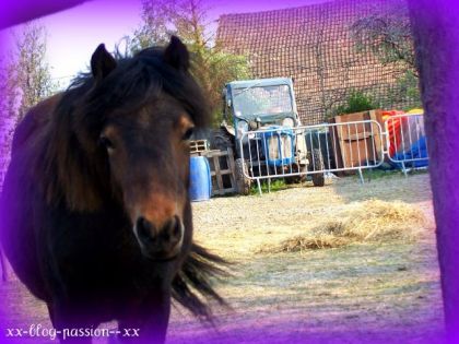 pitit poulain de mon village que de chevaux !