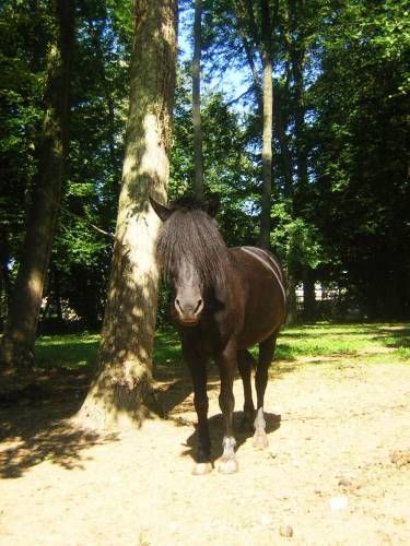 il est pas beau notre tropiquo !belle photo dans le pré des poney