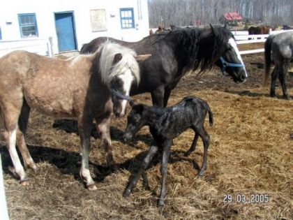 Jeune cheval dans un enclos