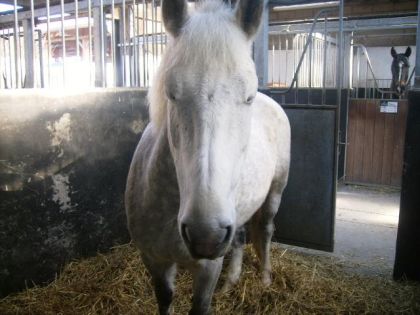 voila mon 1er poney avc jai tous appris mais cest un cheval de...