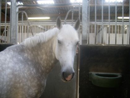 suite du 1er poney qui ma tout appris en club