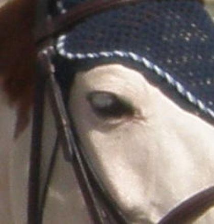 L'oeil de Cachou!!!!Le poney mon coeur!!Il me manque TELLEMENT,...