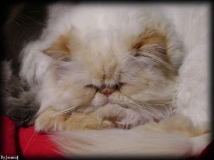 poutshy himalyen pur race de 3 ans :D
