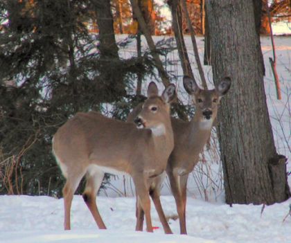 Deux cerfs de virginie