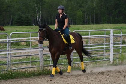 Nouvel équipement de mon cheval en jaune et noir... WOW!