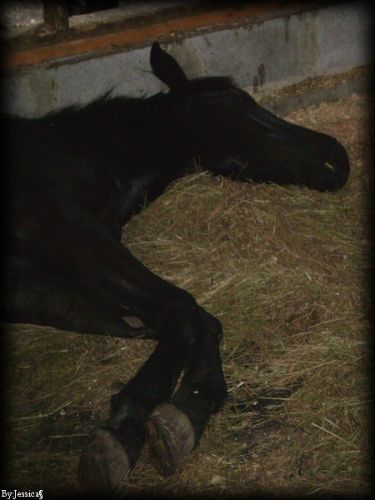 oh la la dure dure la vie de poulain :P