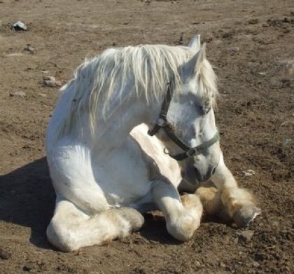 Le Gros Tom,percheron