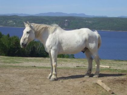Gros Prince,percheron