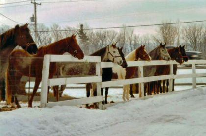 Troupeau de chevaux près d'une cloture