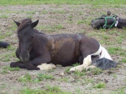Gazou,le poney