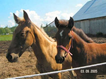 Deux jeunes poulains