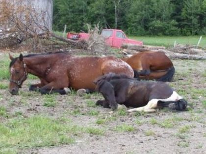 Gazou et les amis,le matin.
