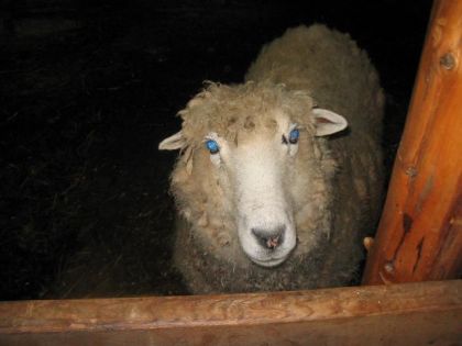 Bec, mon mouton : )