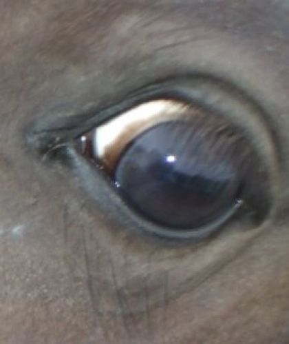 L ' oeil du poney,Gazou...Coquin!
