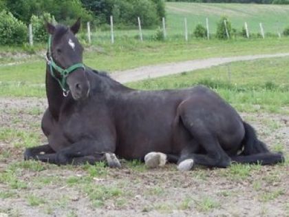 Goliat Beau Gros Canadien