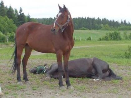 Un cheval dort pendant que l'autre surveille