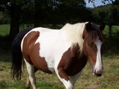 photo par VaVa92 Indien, celui qu'on appelle le grand mou