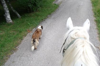 randoner avec un demi-sang arabe et croquette les chien du chef