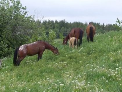 Une parti du troupeau