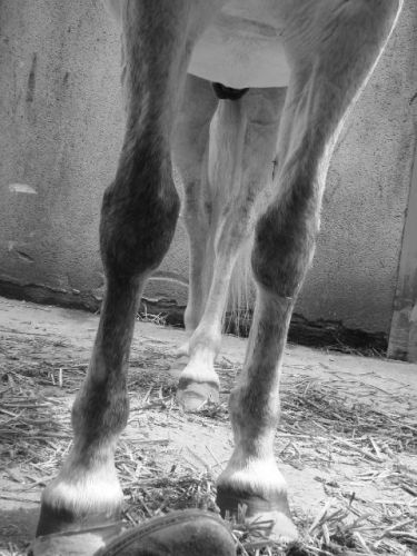 Les tite pattes de Giino <3