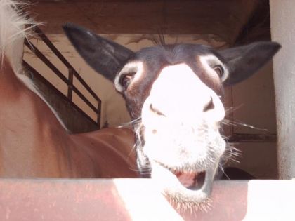 serpolet ki fait son gag !