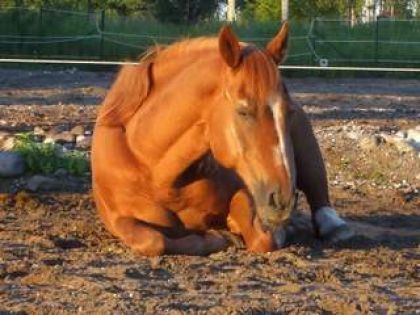 Un cheval alezan couché
