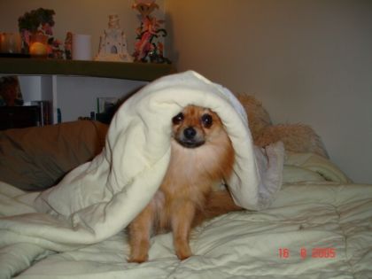 Chien sous une couverture