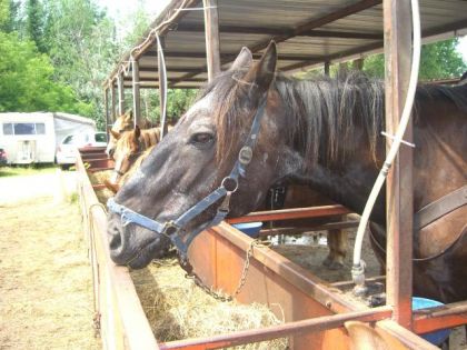 cheval de ranch blouble g