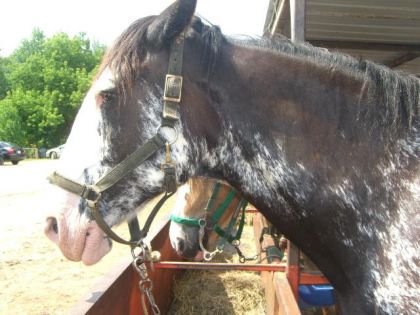 cheval de ranch blouble g :)**!!!