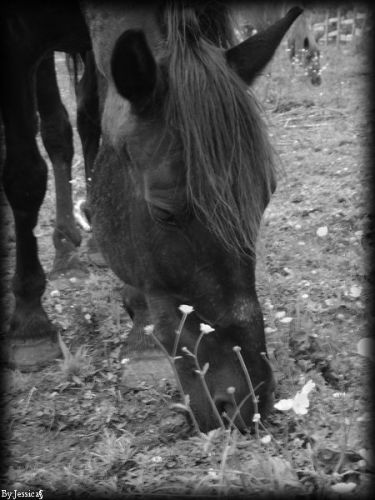 Cheval mangeant une fleur