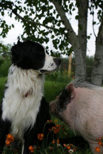 farfelu et idéfix le chien et le cochon de cirque