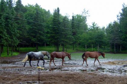 Les 3 daltons sous la pluie!!!