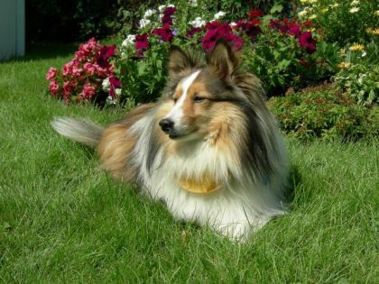 Rouky mon chien!