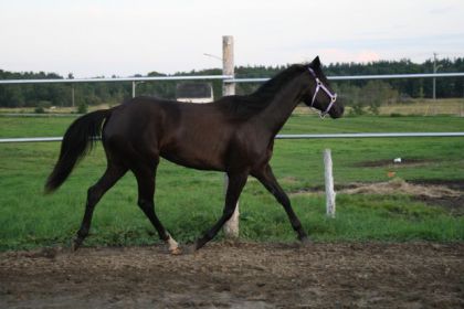Jazira est arriver a la maison!