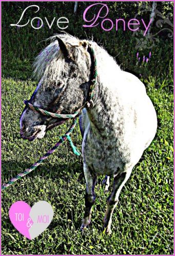 Jtm Poney ! (l)