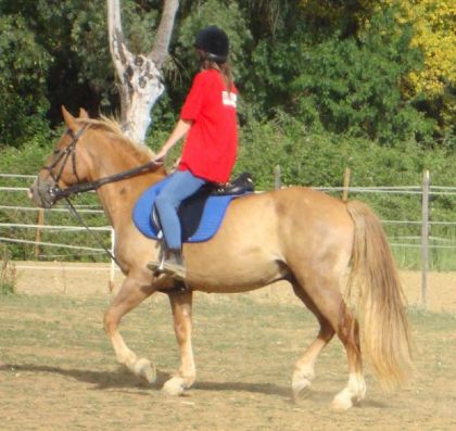 Un peut de trot