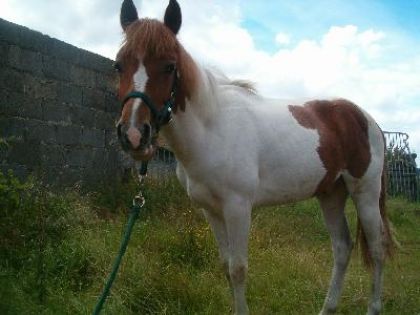mon petit poulain de 9mois