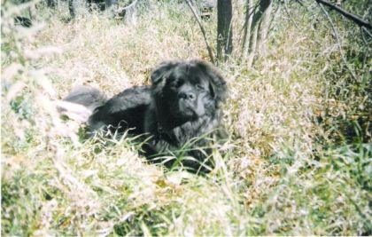 Ma chenne michka est bien posé on dirai un chien de chasse !!!...