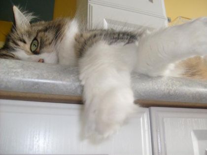 c'est dure la vie de chat !