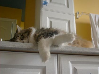 chatouille
