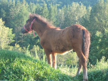 Petit poney, Timbits, &agrave; l&eacute;curie ou le cheval de mon amie est en...