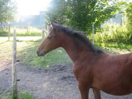 mon poulain demi-frison avec son gros bide!!!