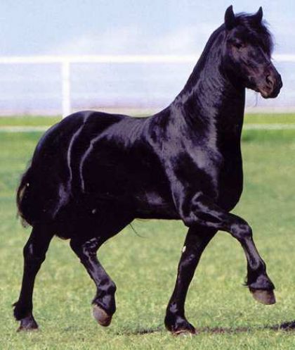 Super beau frison