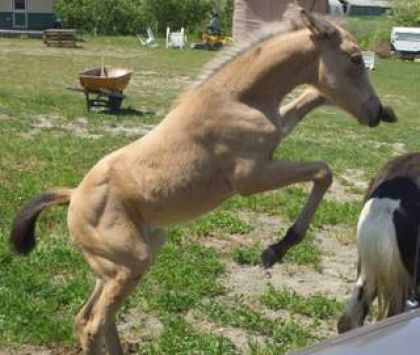 Barbie qui joue avec son ami Gazou le poney