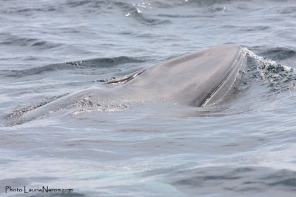 Petit rorqual qui refait surface pour respirer. Ahhhh ce que...