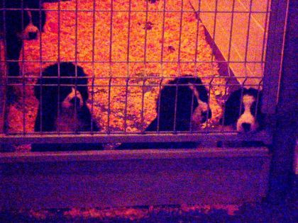 chiots de mira ( désolé pour la qualité des photos il faisait...