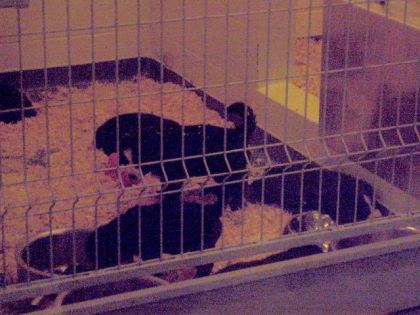 encore chiots de mira