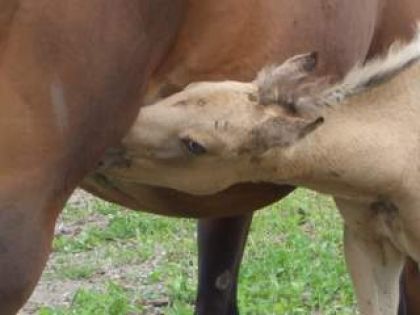 Pouliche tétant du lait de sa mère