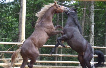 2 beau poulain Morgan qui s'amuse