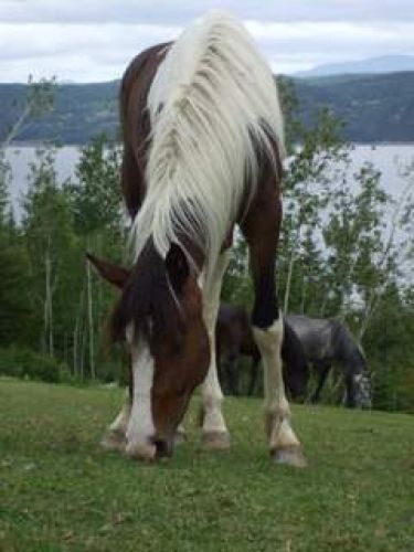 Fléche